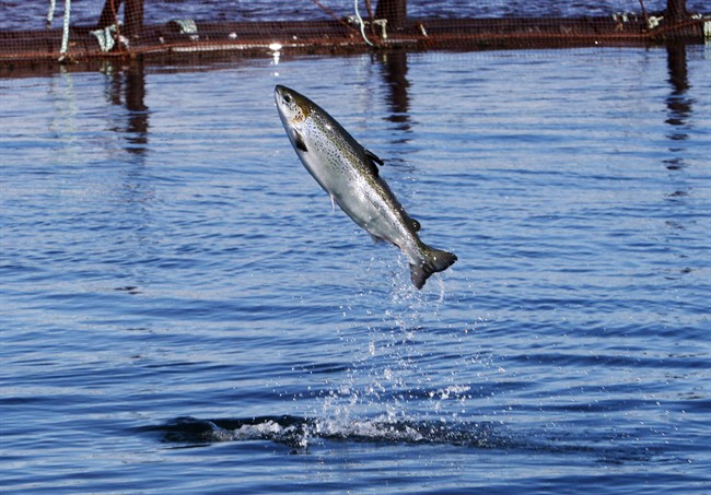 An Atlantic salmon leaps while swimming inside a farm pen near Eastport, Maine, Sunday, Oct. 12, 2008. 