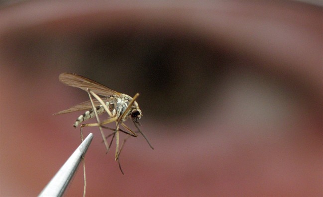 Health unit finds first human case of West Nile in London in two years - image