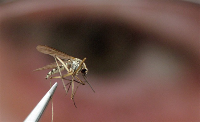 Mosquito populations in Edmonton are declining.