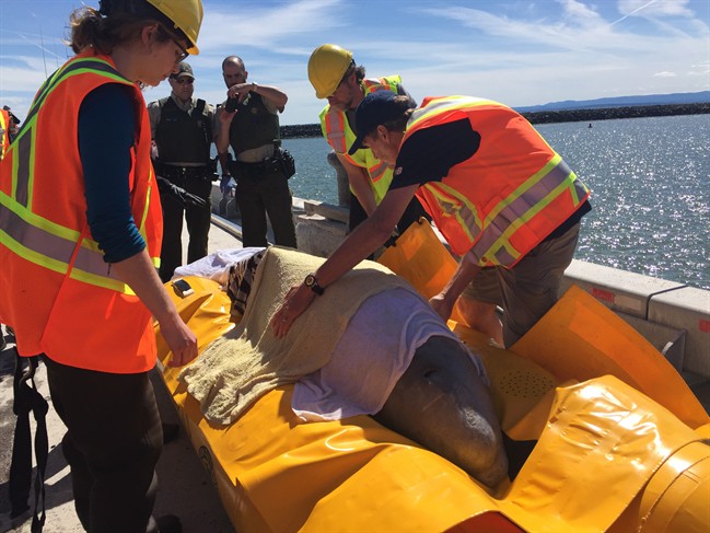 A beluga whale is rescued after getting stuck in the Nepisiguit River in Bathurst, N.B., on Thursday, June 15, 2017, in this handout photo.