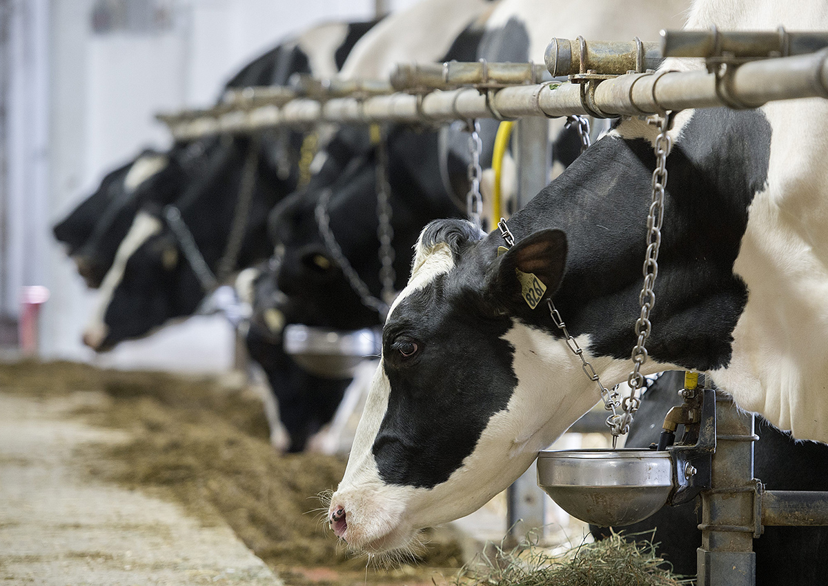 Holstein dairy cows are shown on a farm south of Montreal, Tuesday, April 25, 2017.