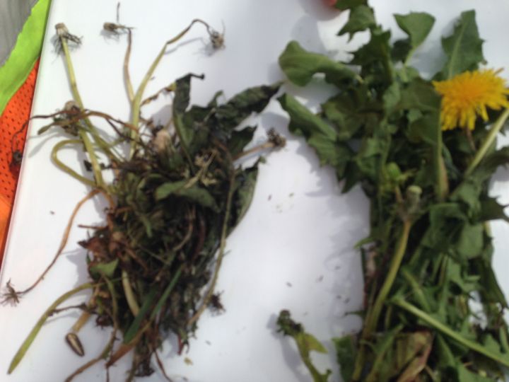 The weed on the left has been sprayed with iron chelate.