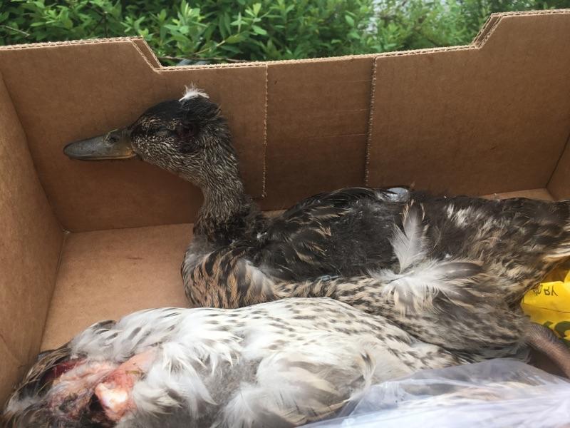 3 ducks allegedly shot dead with pellet gun found in Vancouver park - image