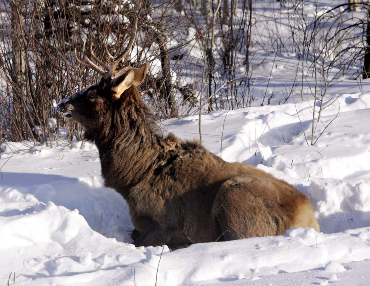 A large bull elk sits in the snow by the side of the Alaska Highway near Whitehorse, Yukon, Sunday March 4, 2007.