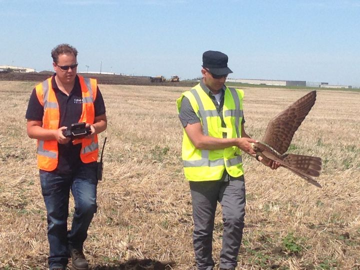 A drone that looks and flies like a falcon is being used at the Edmonton International Airport to help keep birds away from planes and from nesting in the area.