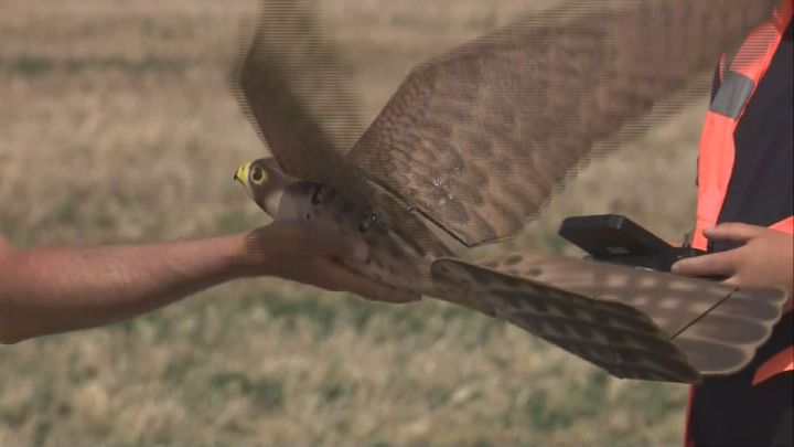 Robotic Falcon Keeps Birds Away From Airports - IEEE Spectrum