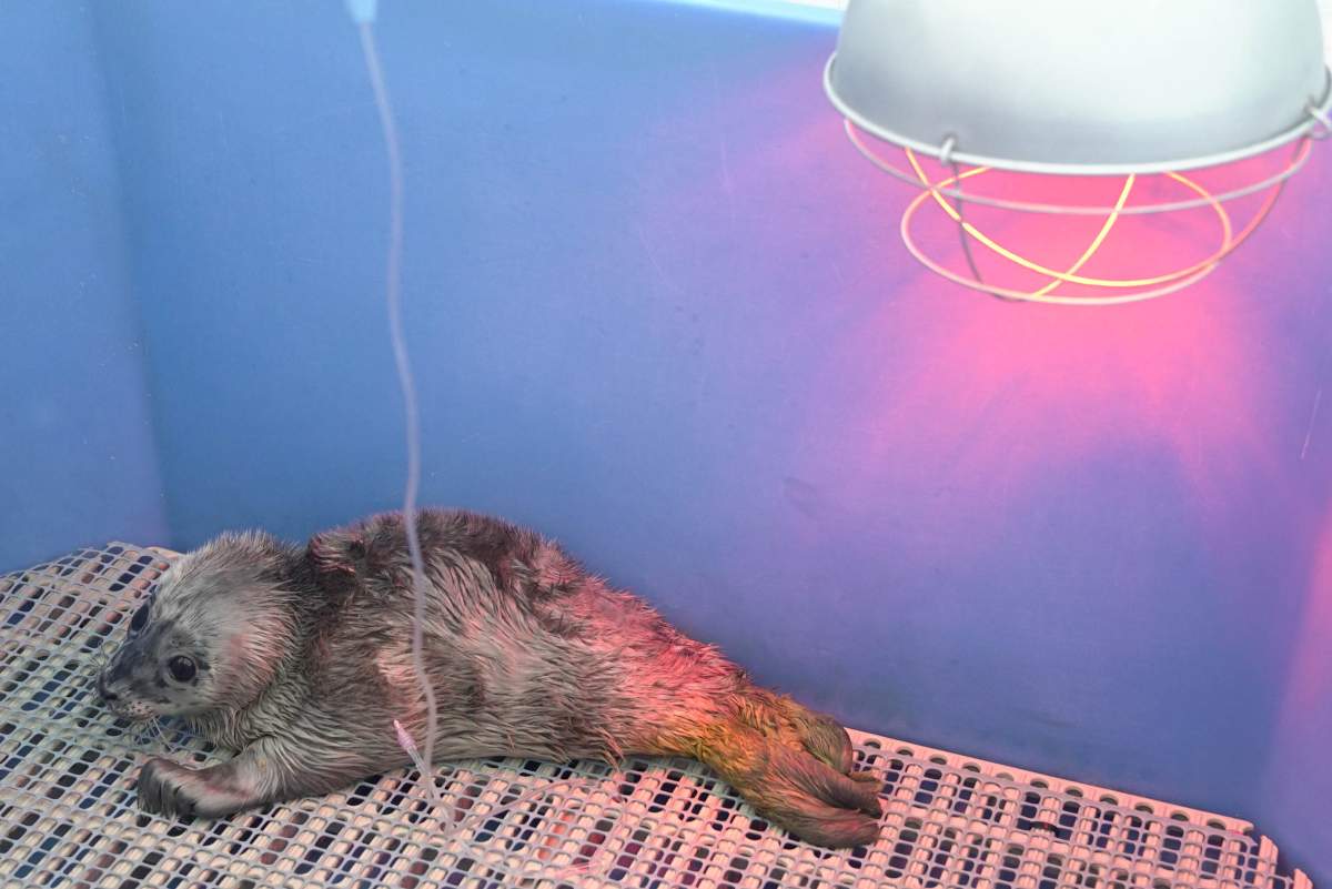 Georgina was observed dodging boats at the Royal Vancouver Yacht Club.