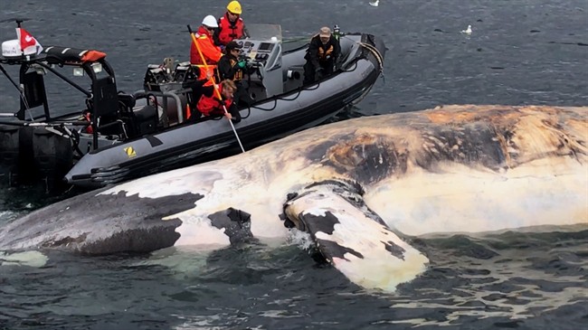 Researchers examine one of the six North Atlantic right whales that have died in the Gulf of St. Lawrence in a recent handout photo. 