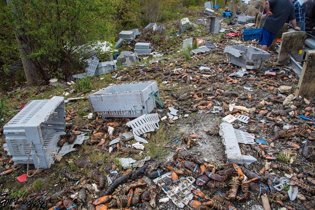 Lobsters were strewn across a highway in Nova Scotia after a tractor-trailer lost its load in a crash on the province's south shore on Saturday, June 3, 2017, as shown in a handout photo.