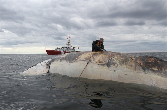 Dr.Pierre-Yves Dumont collects samples from a dead right whale in the Gulf of St.Lawrence in a recent handout photo. 