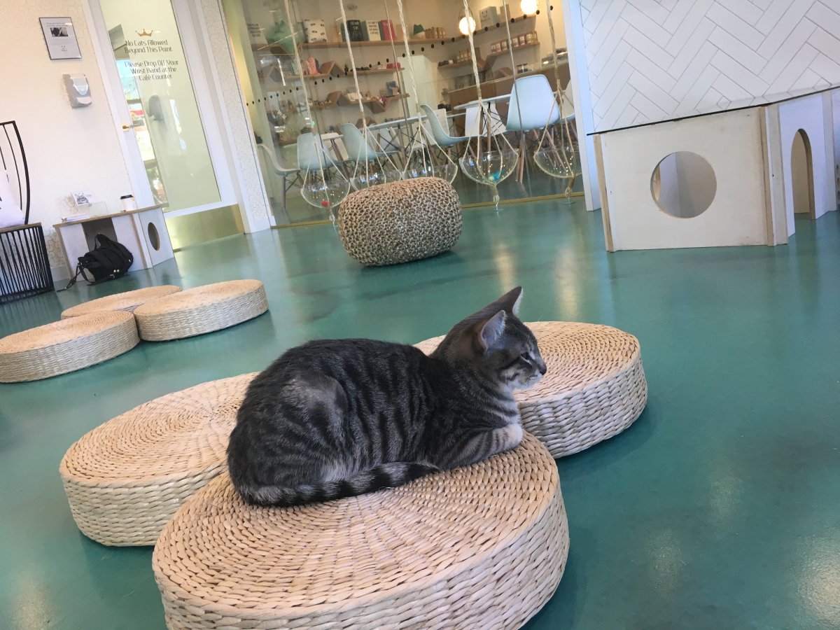 First Calgary  cat  caf   opens its doors Calgary  