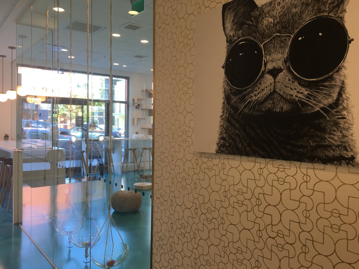 First Calgary cat café opens its doors Calgary Globalnews.ca