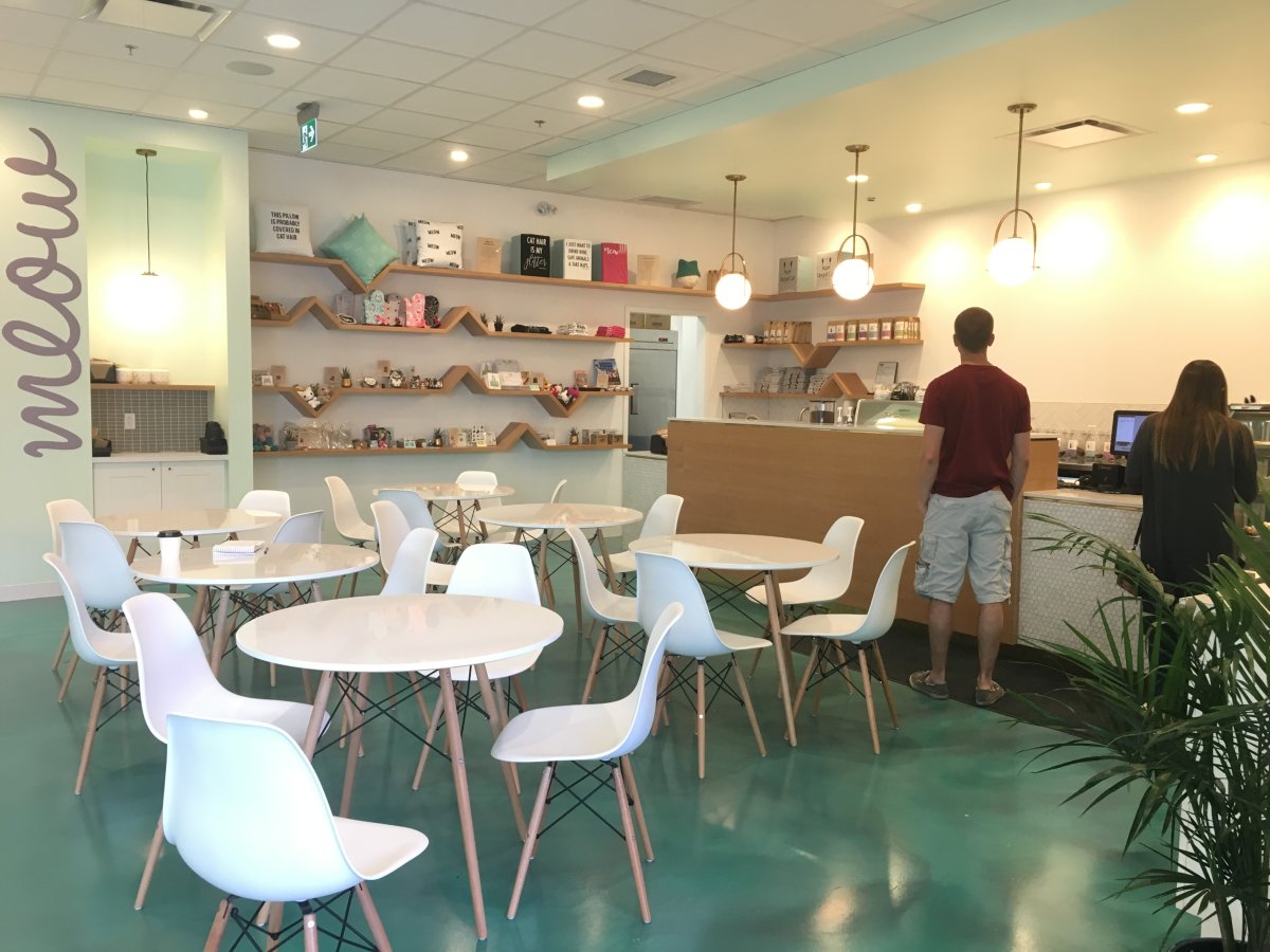 First Calgary  cat  caf   opens its doors Calgary  