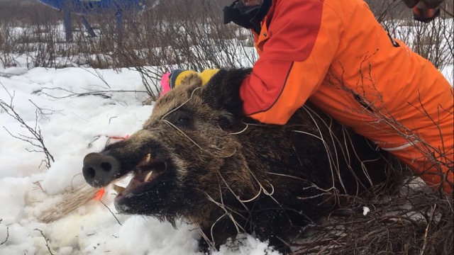Wild boar population continues to spread across Saskatchewan - image