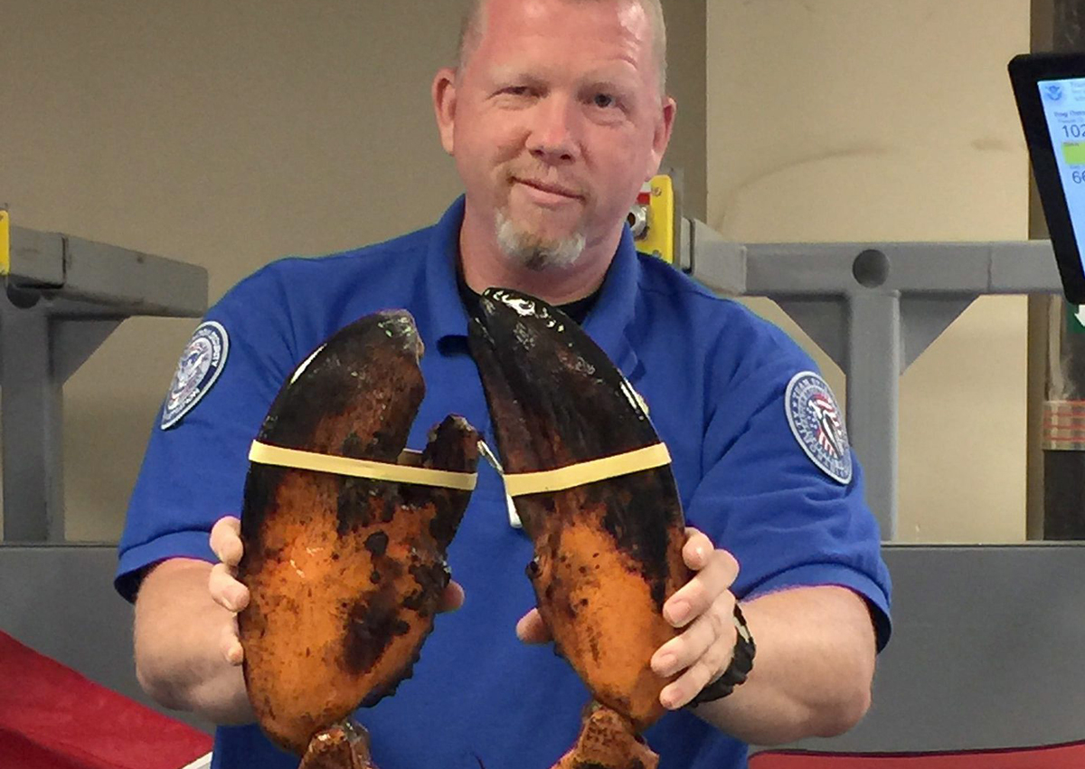 This Sunday, June 26, 2017, photo provided by Transportation Security Administration (TSA) shows a TSA agent holding a live lobster that weighs roughly 20 pounds at Boston's Logan International Airport.