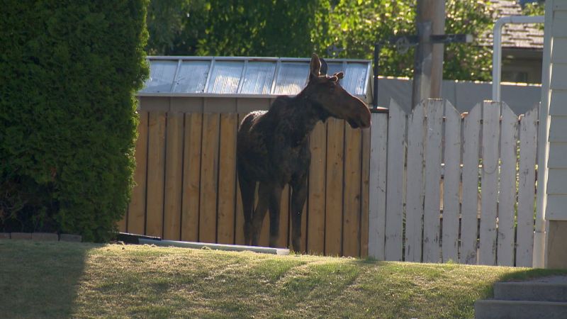 A moose wanders along Granada Drive S.W. in Calgary on Monday, June 5, 2017.