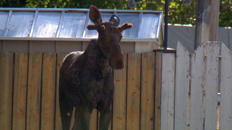 A moose wanders along Granada Drive S.W. in Calgary on Monday, June 5, 2017. 