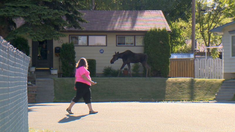 A moose wanders along Granada Drive S.W. in Calgary on Monday, June 5, 2017.