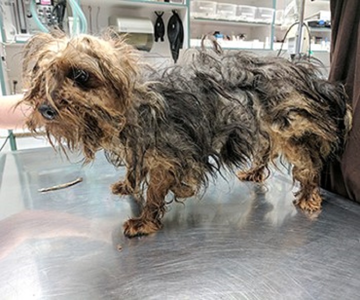 One of the Silky Terriers removed from a Cowichan dog breeder.