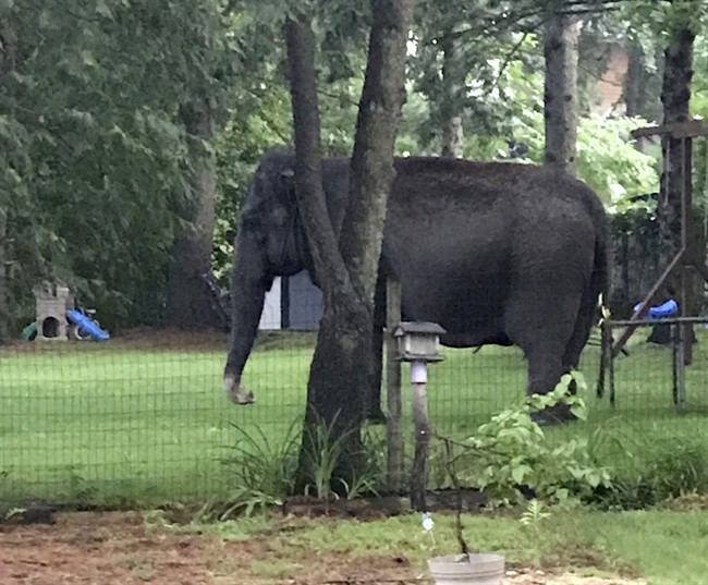 An elephant walks in the yard of home, Friday, June 30, 2017, in Baraboo, Wis.