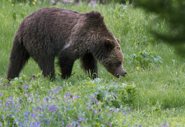 A file photo showing a grizzly bear.