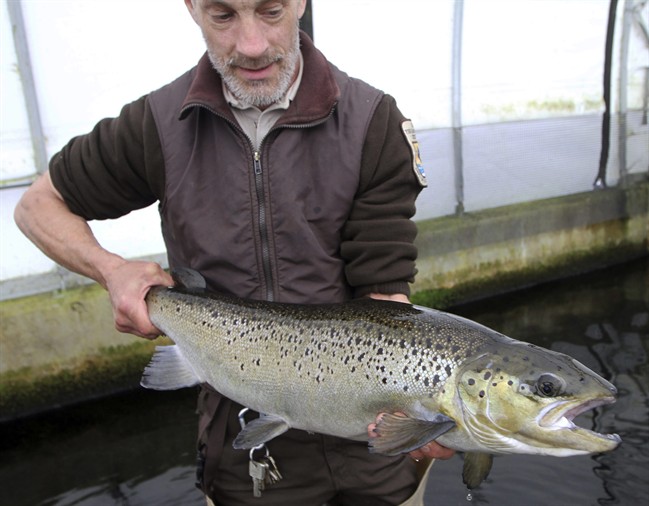 FILE - In this April 2, 2012 file photo, Michael West holds on to a 4-year-old Atlantic Salmon at the National fish Hatchery in Nashua, N.H. T.