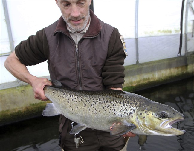 FILE - In this April 2, 2012 file photo, Michael West holds on to a 4-year-old Atlantic Salmon at the National fish Hatchery in Nashua, N.H. 
