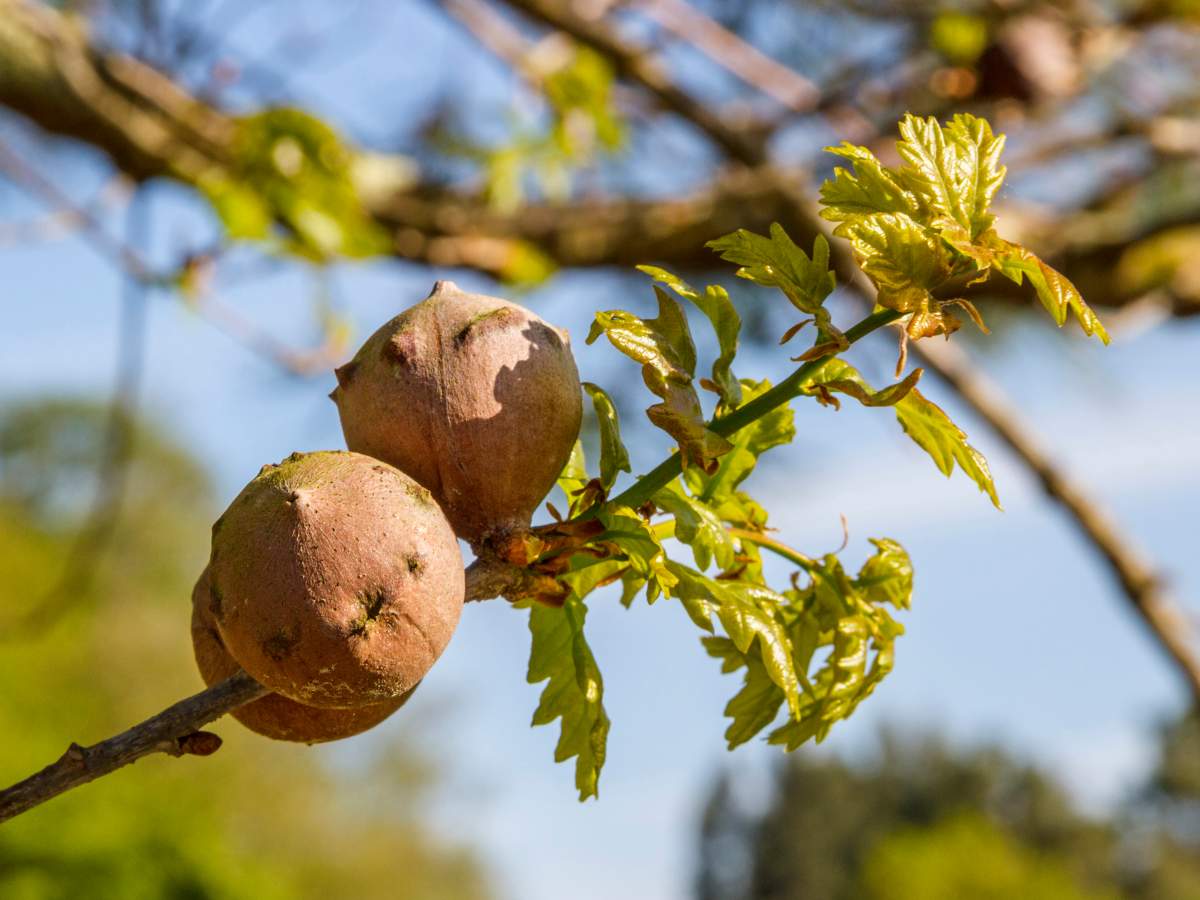 Oak galls are round, hard-shelled tree growths that result when a wasp lays larvae in the branches. 