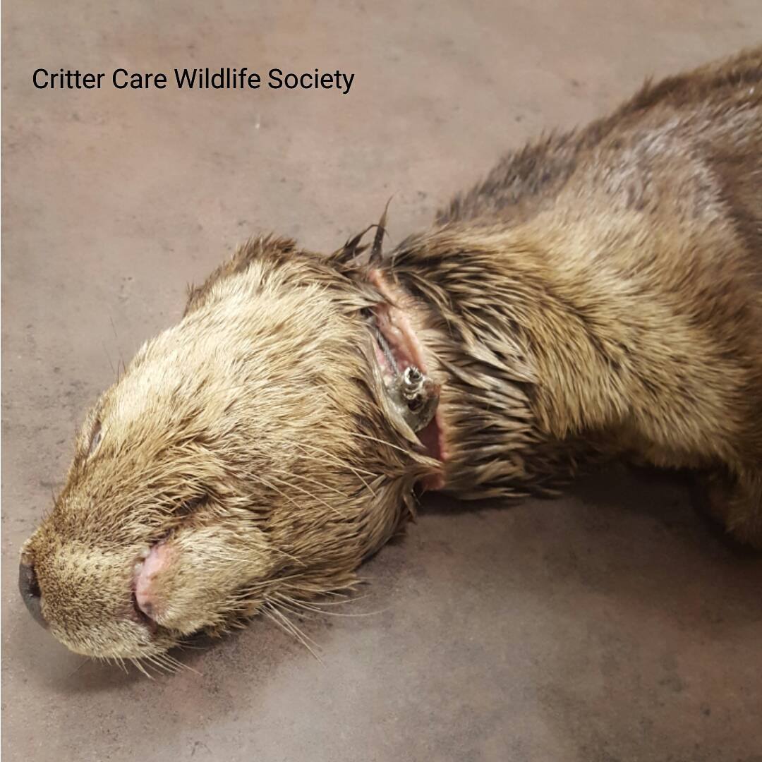 Animal welfare groups sound alarm about spike in cruelty cases - image