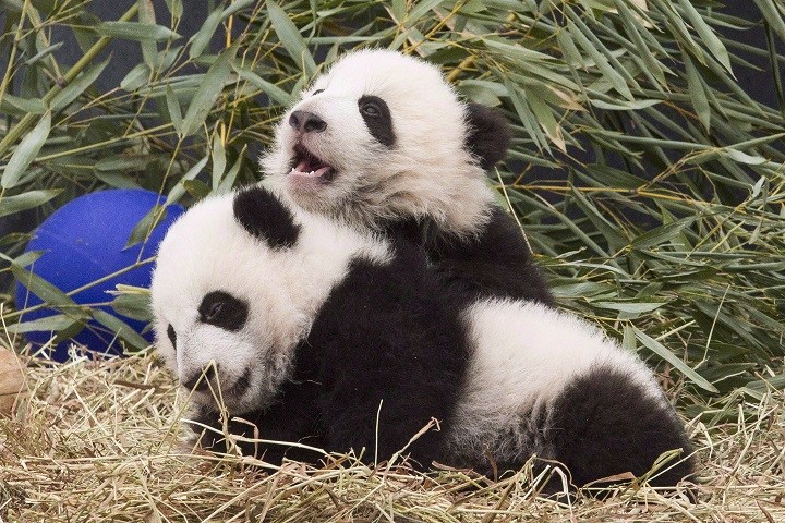 Five-month-old panda cubs Jia Panpan and Jia Yueyue play in an enclosure at the Toronto Zoo on March 7, 2016.
