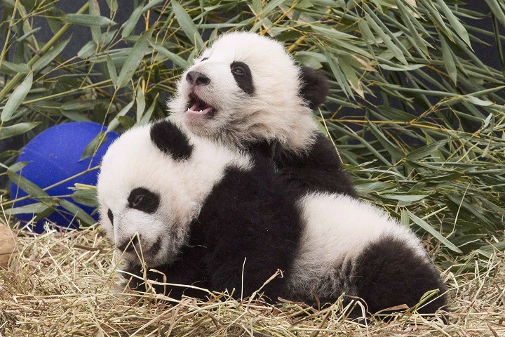 Five-month-old panda cubs Jia Panpan and Jia Yueyue play in an enclosure at the Toronto Zoo on March 7, 2016. 