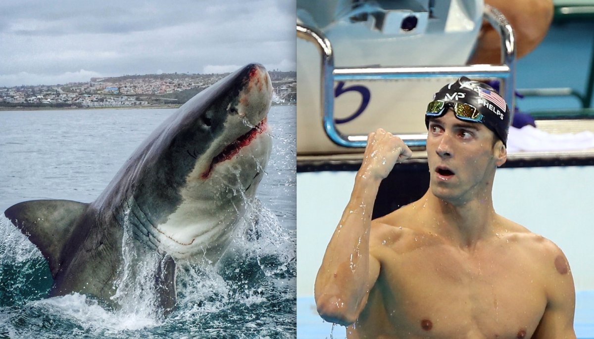 Michael Phelps raced a shark in this year's Shark Week on Discovery.