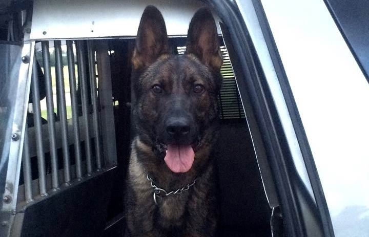 The driver of a stolen vehicle was arrested with the help of a Prince Albert police dog.