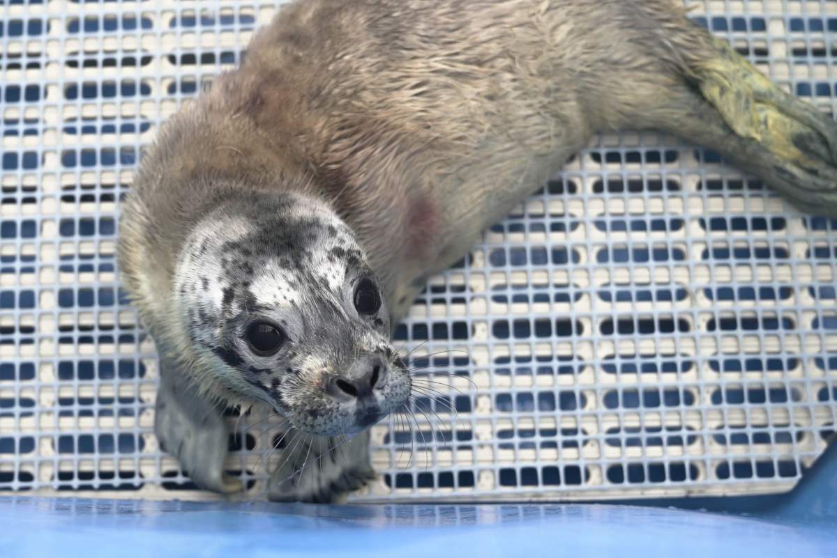 Princeton weighed just 7.3 kilograms when he was found.