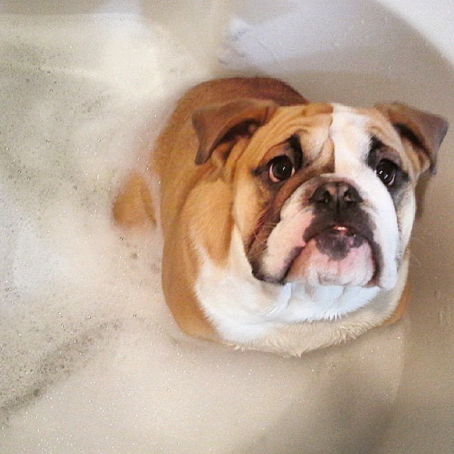 Stolen bulldog found safe in Oliver - image