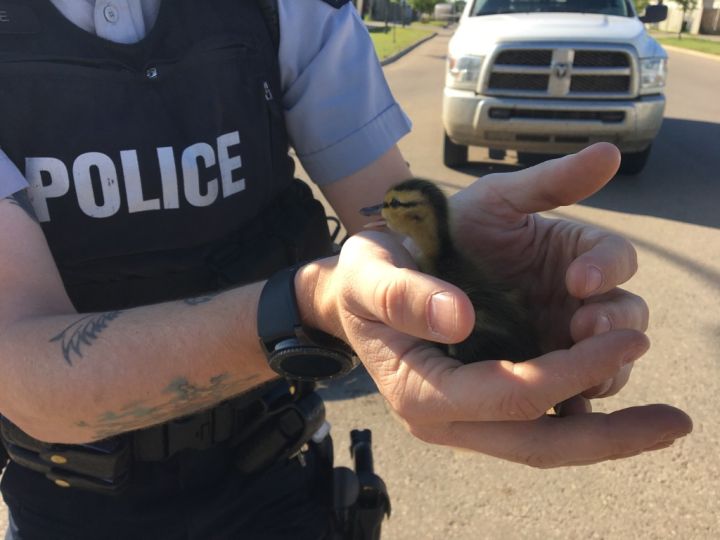 RCMP member in Fort McMurray bravely rescues trapped ducklings.