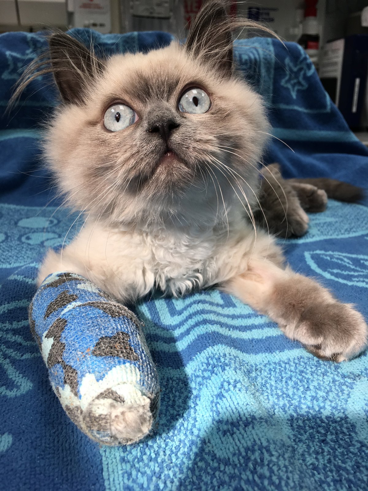 Cute kitten Roger Moore is now recovering after falling from an unknown number of floors recently.