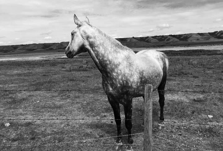 June 24: This Your Saskatchewan photo was taken by Laurie Stringer near Wolseley.