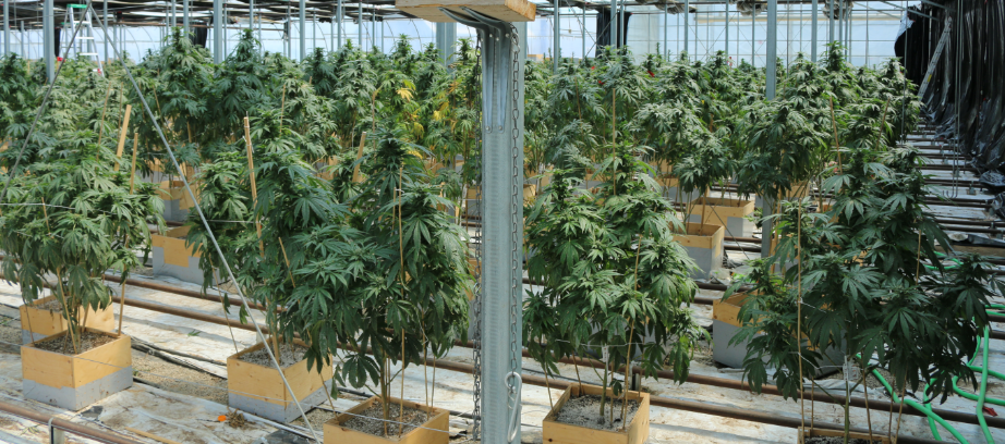 Marijuana plants seized from Townsend property in Norfolk County, Ont.
