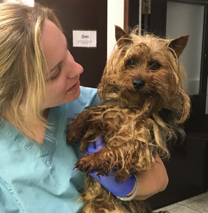 BC SPCA seizes 17 badly neglected dogs from Cowichan breeder - image