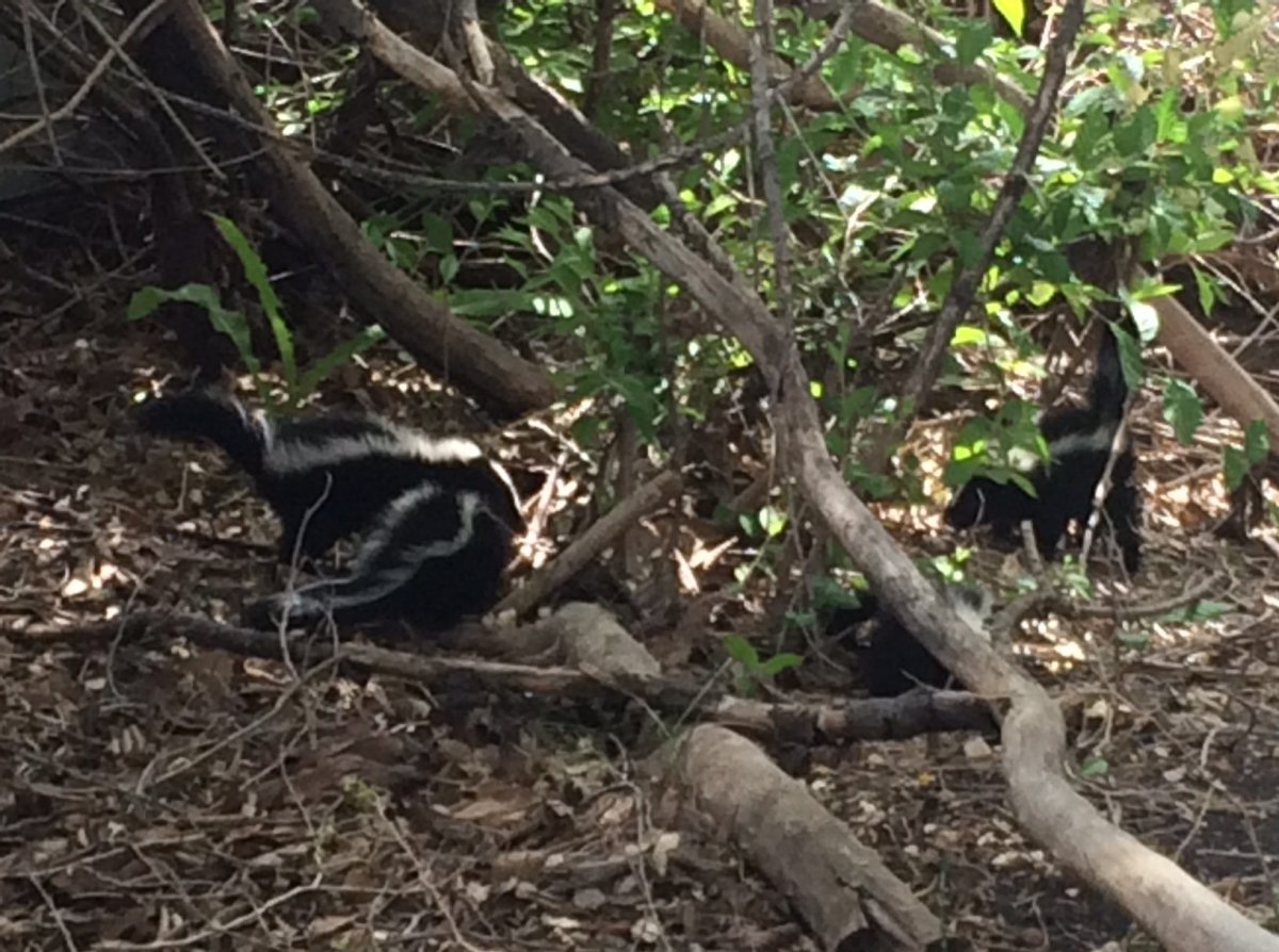 Skunk tests positive for racoon rabies in Waterloo region - image