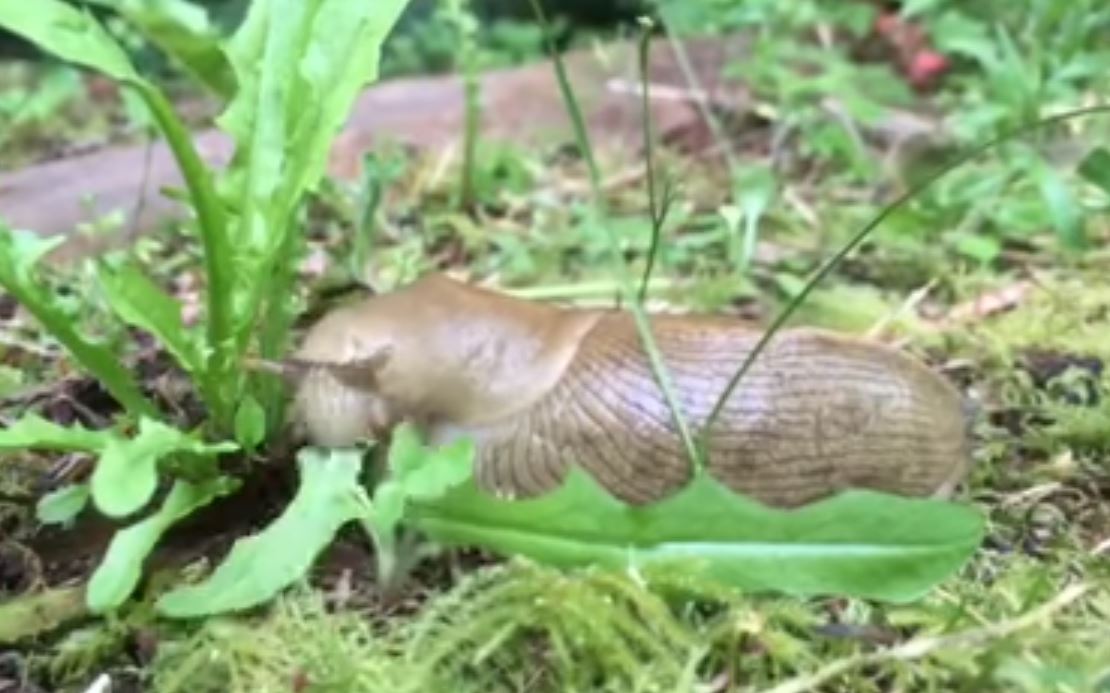 Hungry hungry slug.