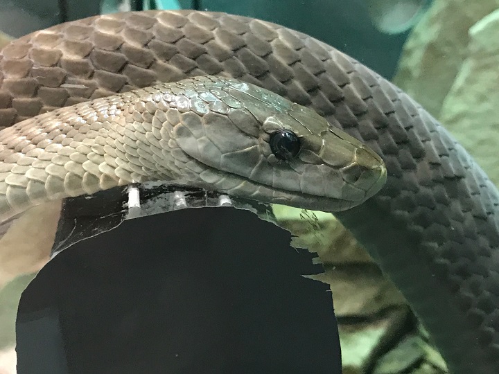 A black mamba is one of more than 200 venomous snakes cared for at the Indian River Reptile Zoo in Peterborough County, Ont. 