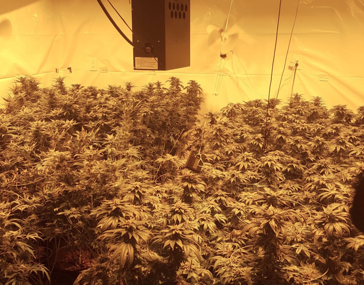 Officers seized 76 marijuana plants in the RM of Rockwood. 