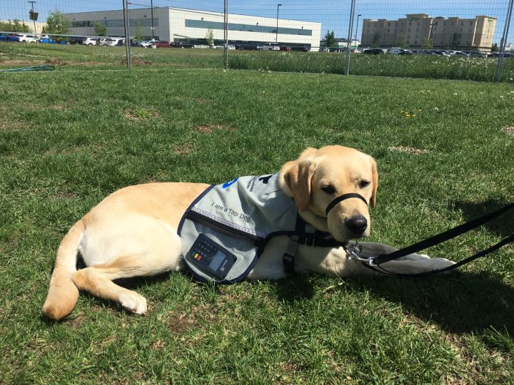 Tap Dog Archer. Dogs With Wings is deploying a team of four-legged fundraisers called Tap Dogs.