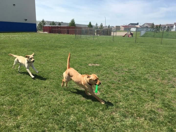 Edmonton service dog training organization deploys ‘Tap Dogs’ in 1.5M
