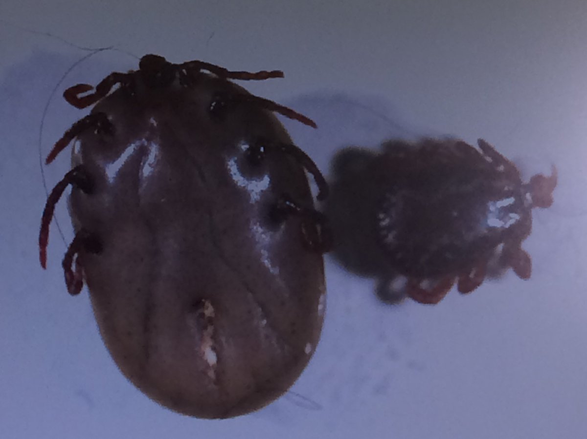 Surveillance discovers Lymeinfected ticks in Alberta Globalnews.ca