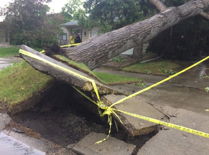 A tree was knocked onto a garage in southwest Calgary Thursday evening, after a series of thunderstorms rolled through southern Alberta.