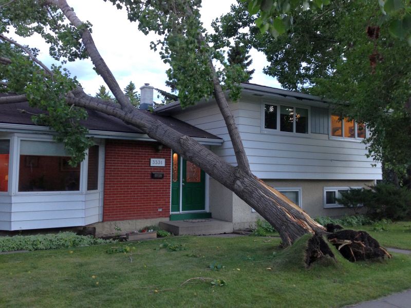 A tree fell onto a house in the 3000 block of 52 Avenue N.W. on Tuesday, June 20, 2017. 
