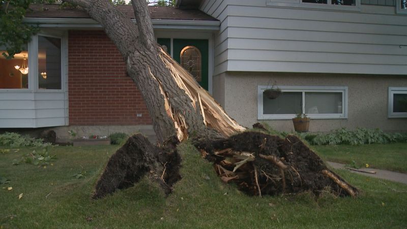 Calgary homeowner ‘shrieked’ when tree came crashing down onto her home during wind storm
